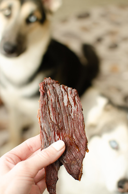 A dog eyeing a piece of beef jerky.